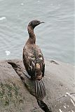 Pelagic Cormorantborder=